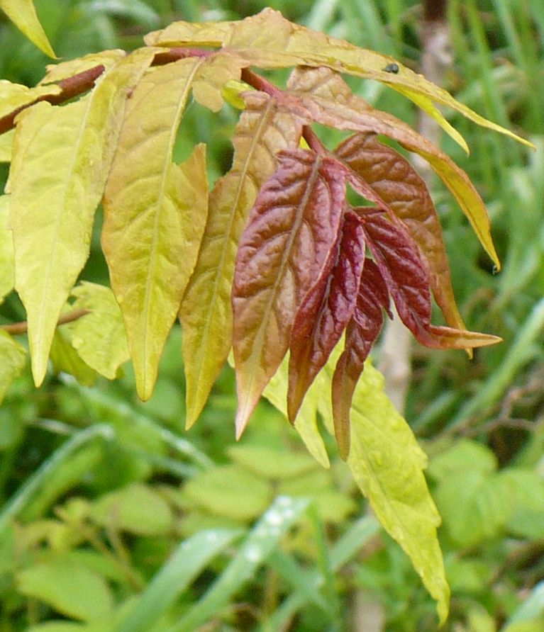 Ailanthus altissima